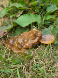 Golden Healer Lucky Toad