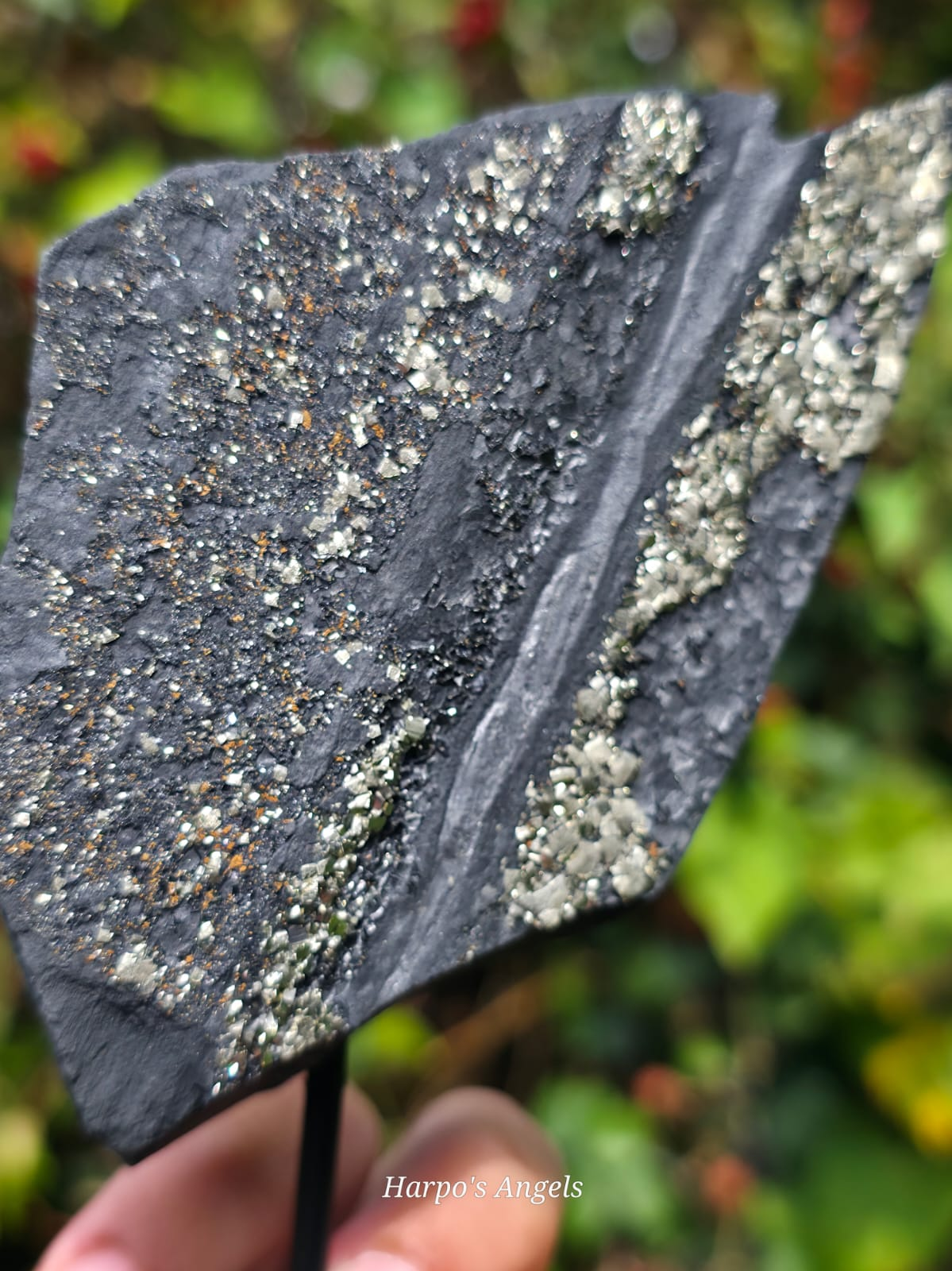 Pyrite on Shungite Display Specimen