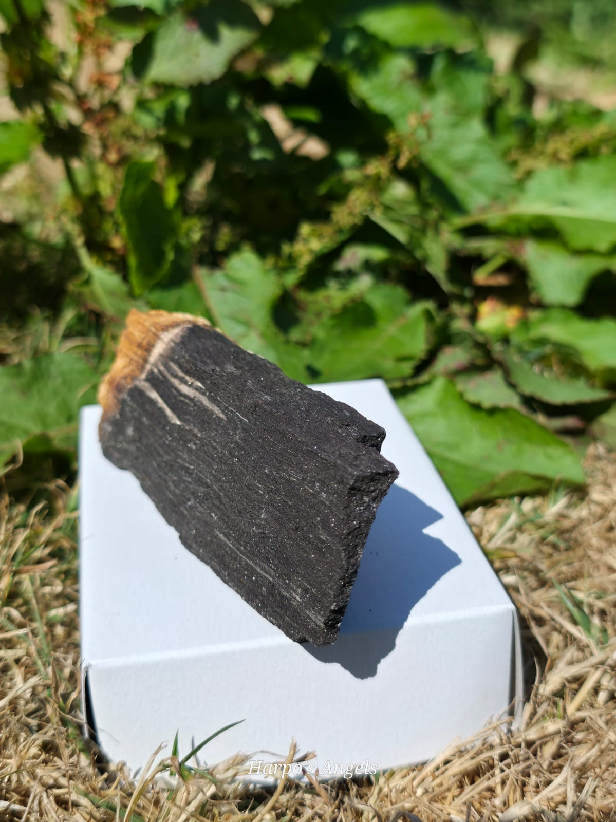 Sparkling Indonesian Fossilised Wood