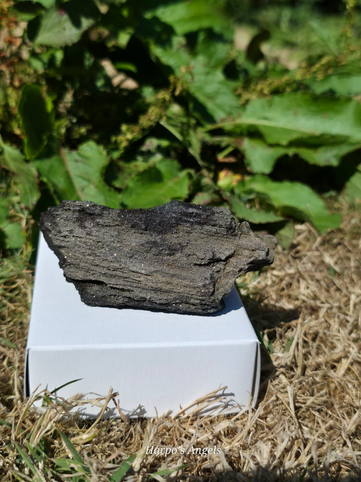 Sparkling Indonesian Fossilised Wood