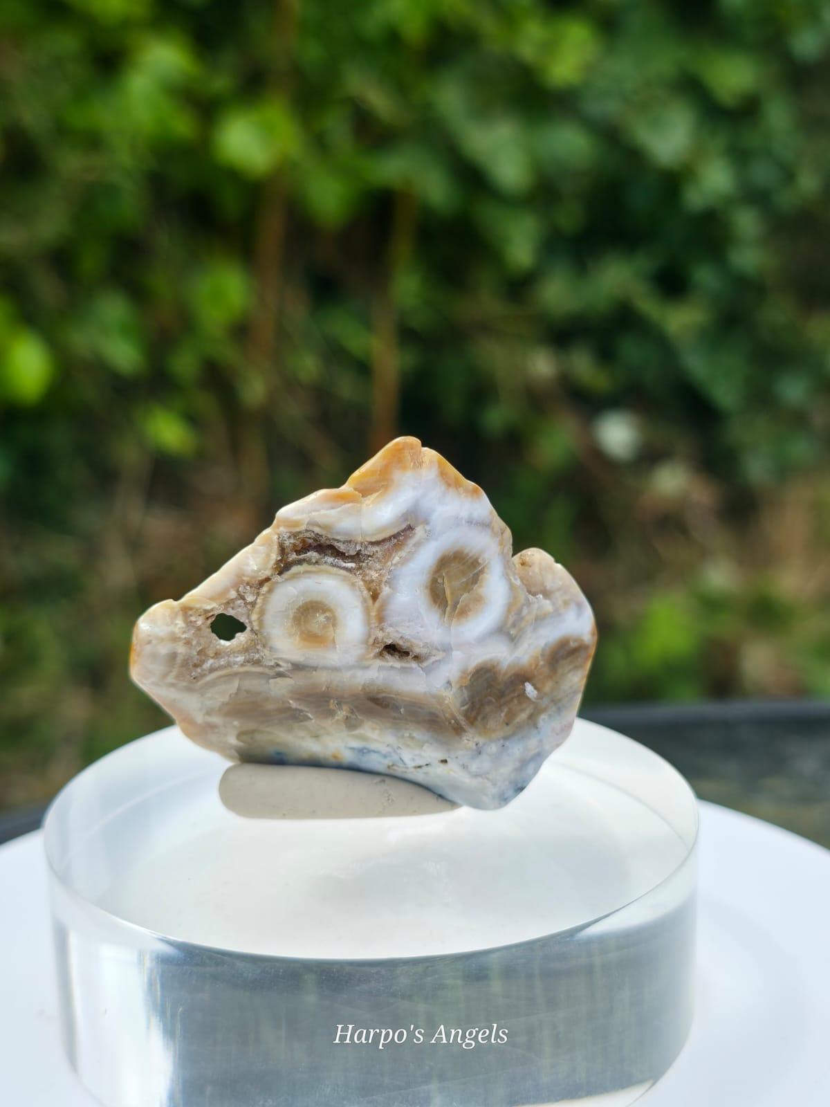Orbicular Jasper Freeforms