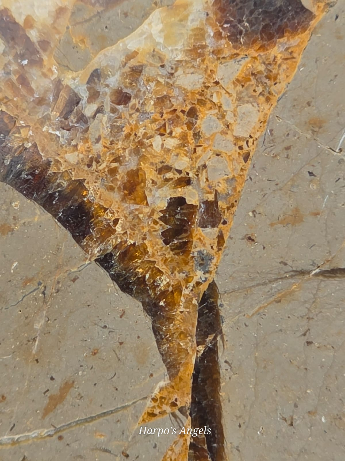 Septarian Slice