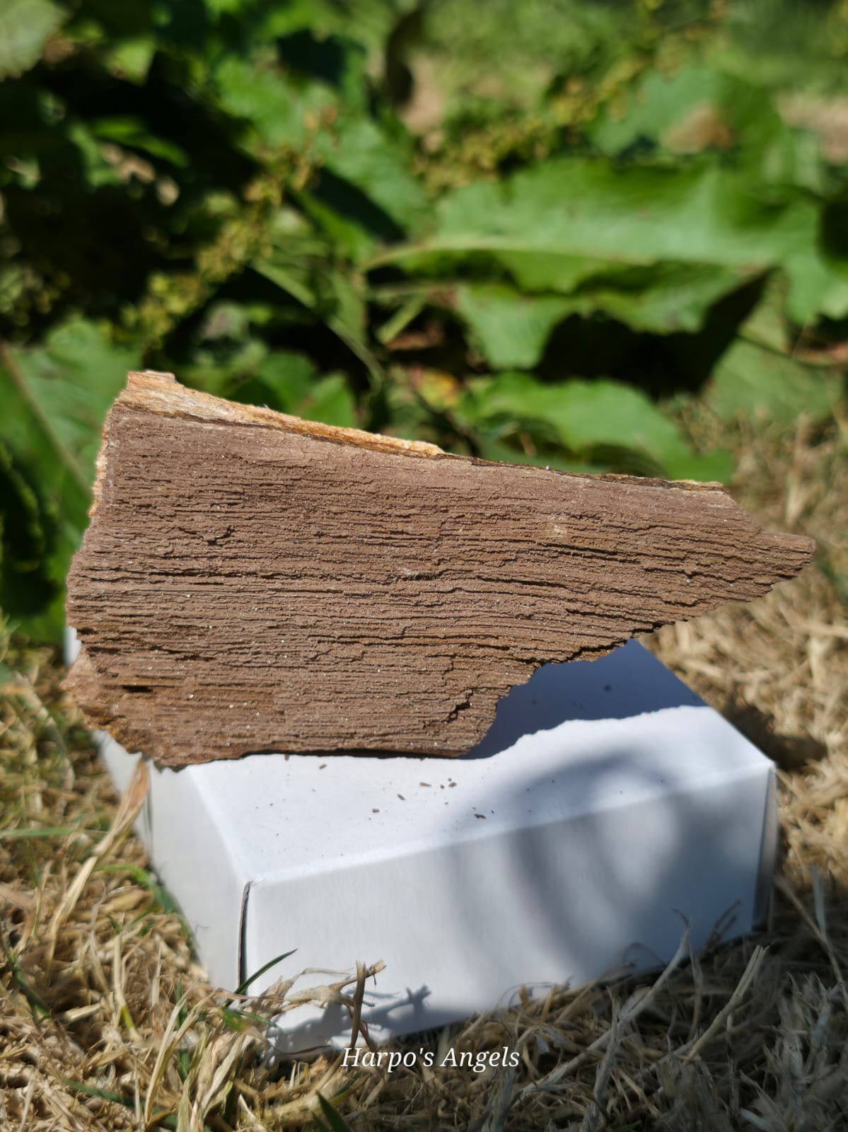 Sparkling Indonesian Fossilised Wood