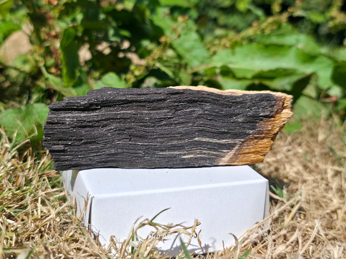 Sparkling Indonesian Fossilised Wood