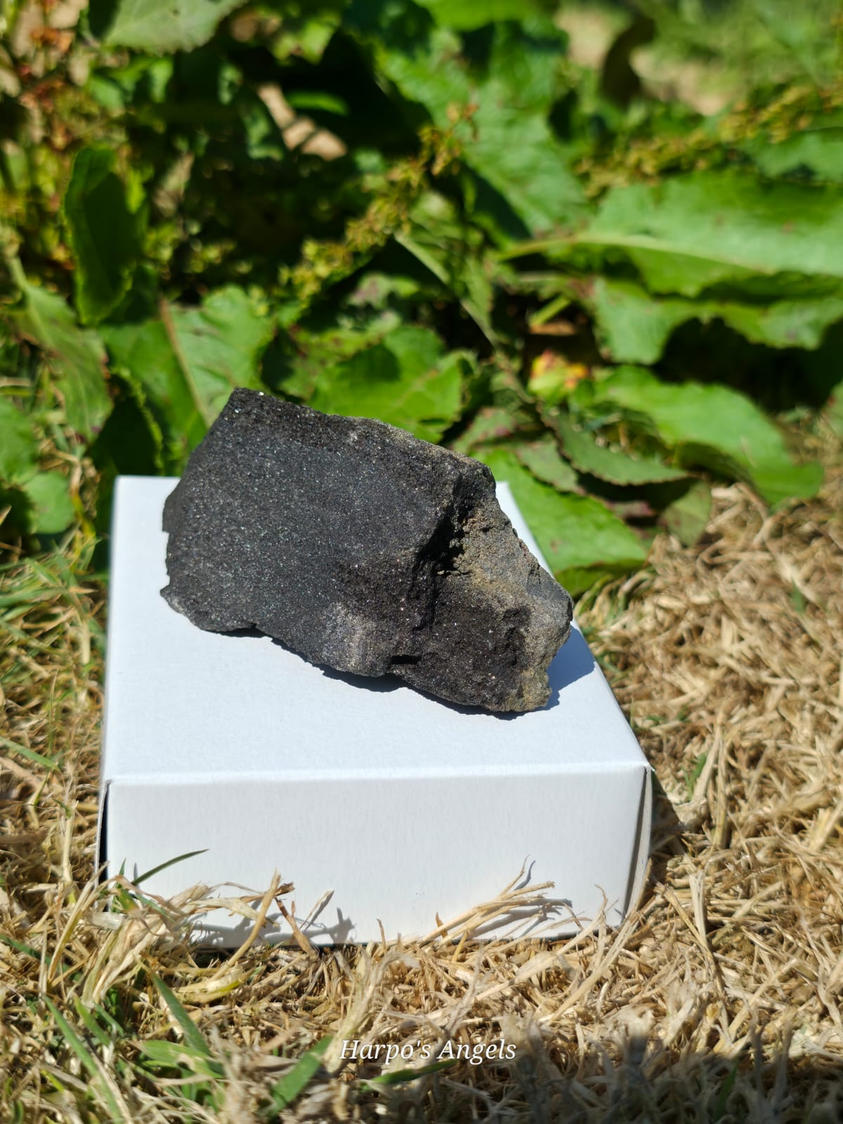 Sparkling Indonesian Fossilised Wood