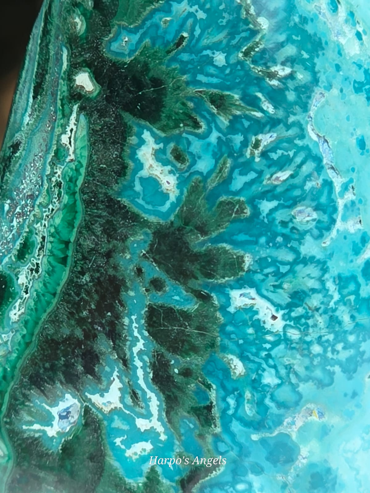 Malacolla Freeform