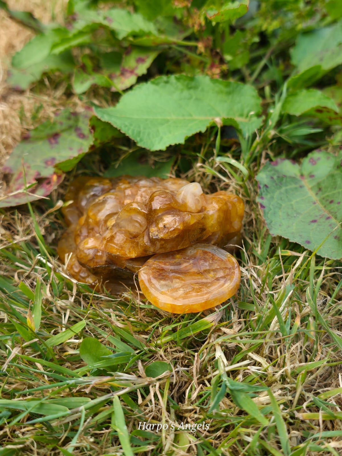 Golden Healer Lucky Toad