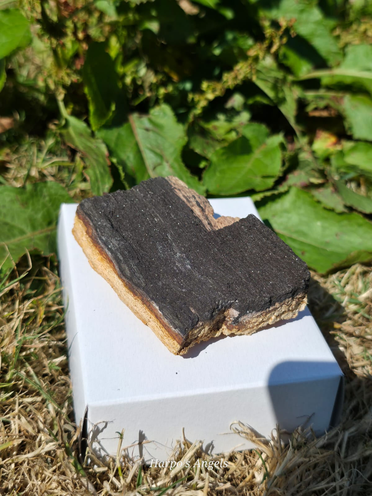Sparkling Indonesian Fossilised Wood