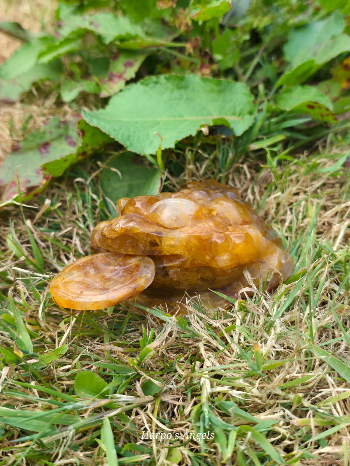 Golden Healer Lucky Toad