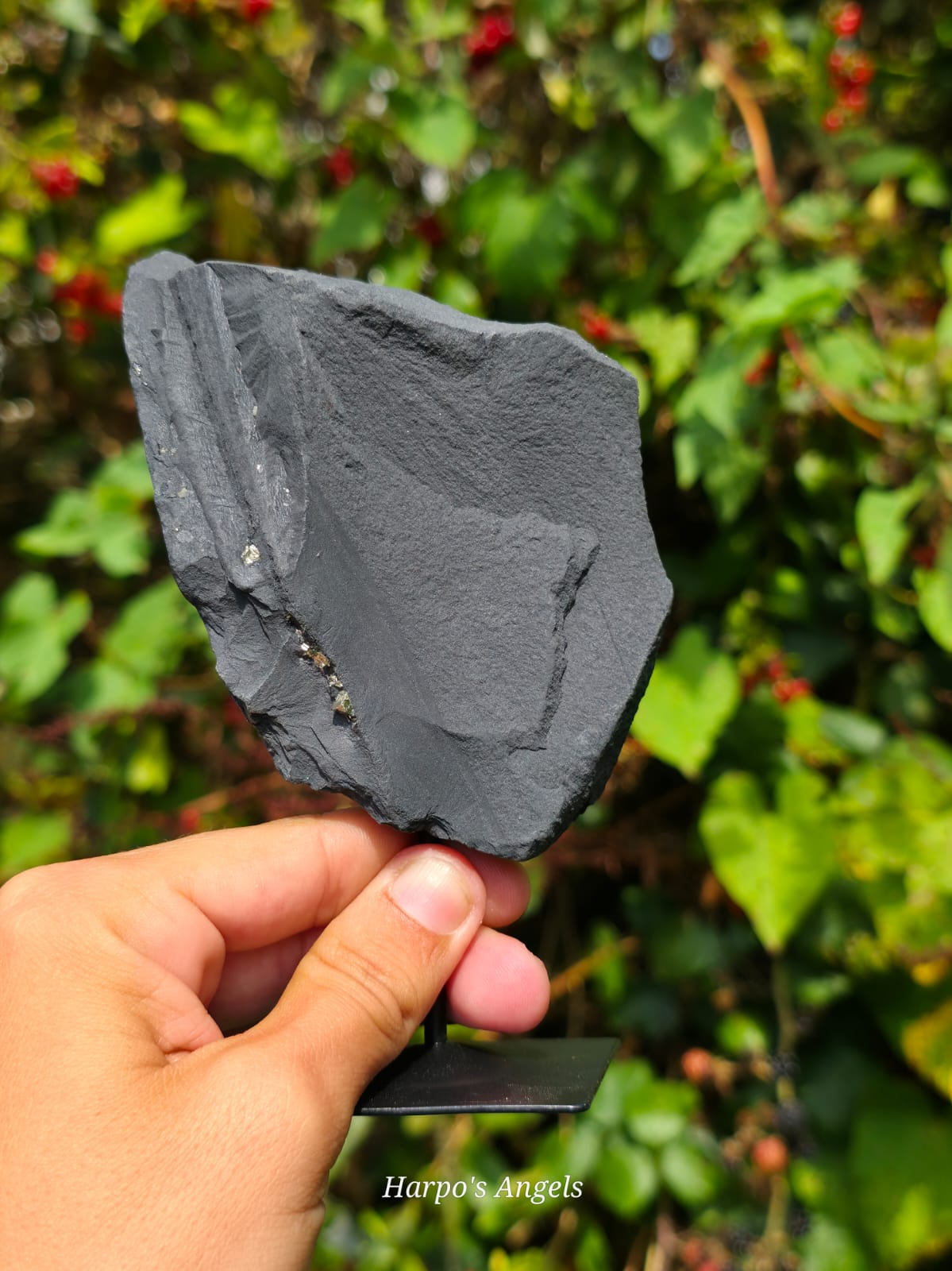 Pyrite on Shungite Display Specimen