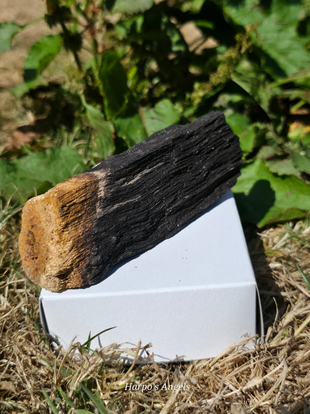 Sparkling Indonesian Fossilised Wood