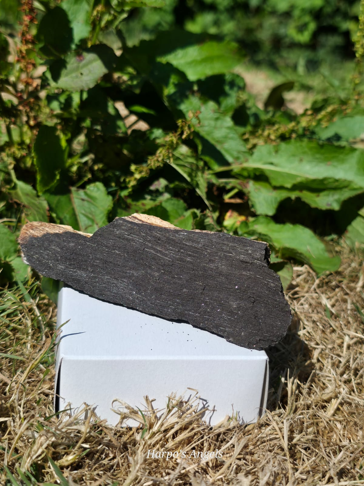 Sparkling Indonesian Fossilised Wood