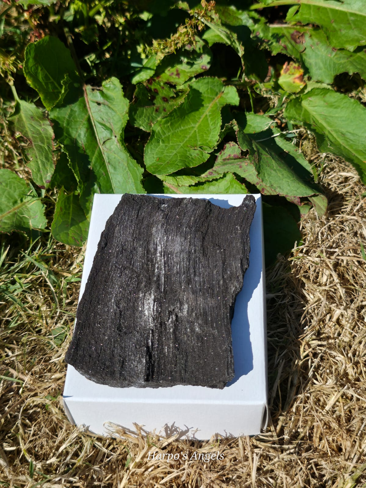 Sparkling Indonesian Fossilised Wood