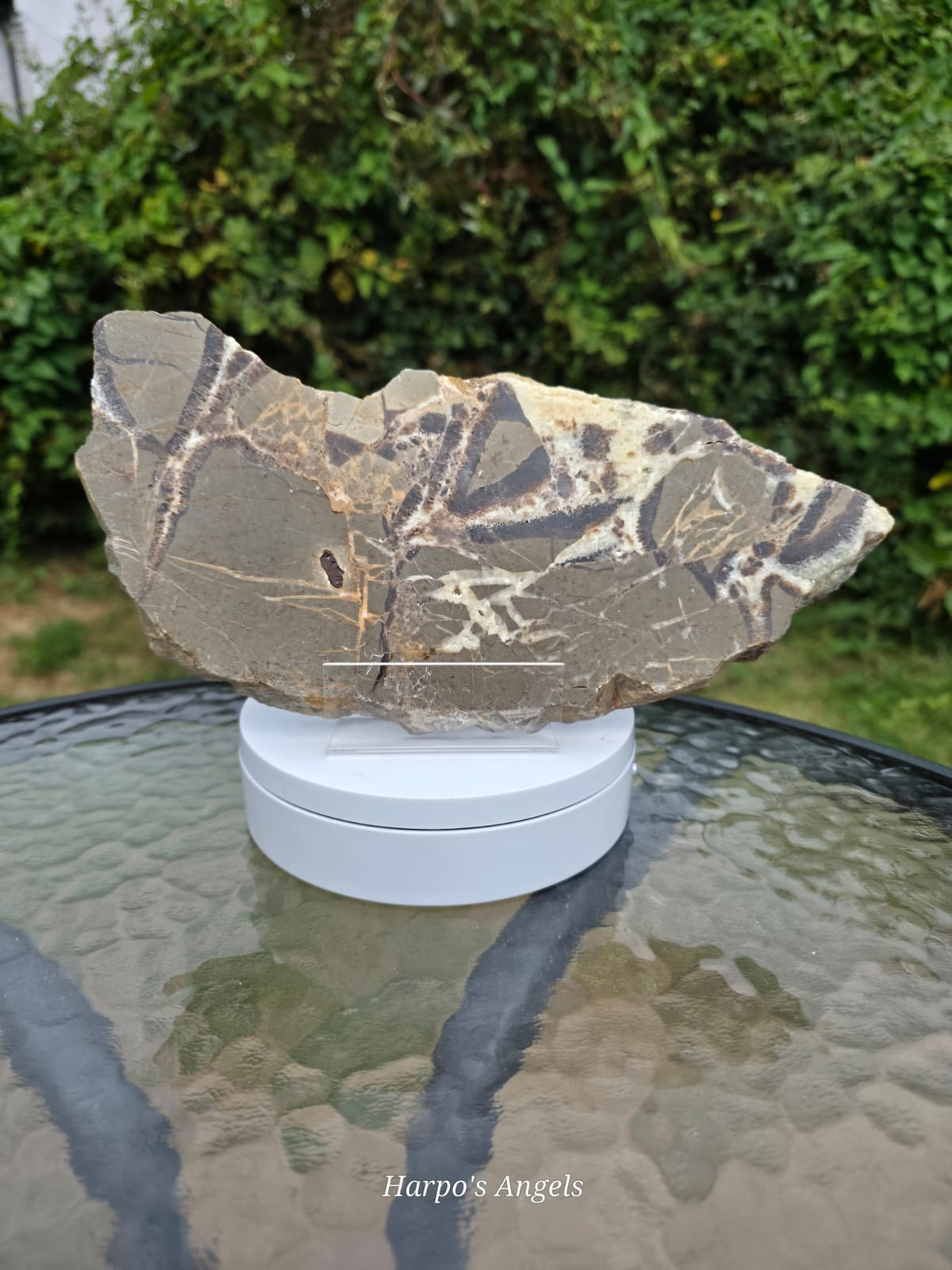 Septarian Slice