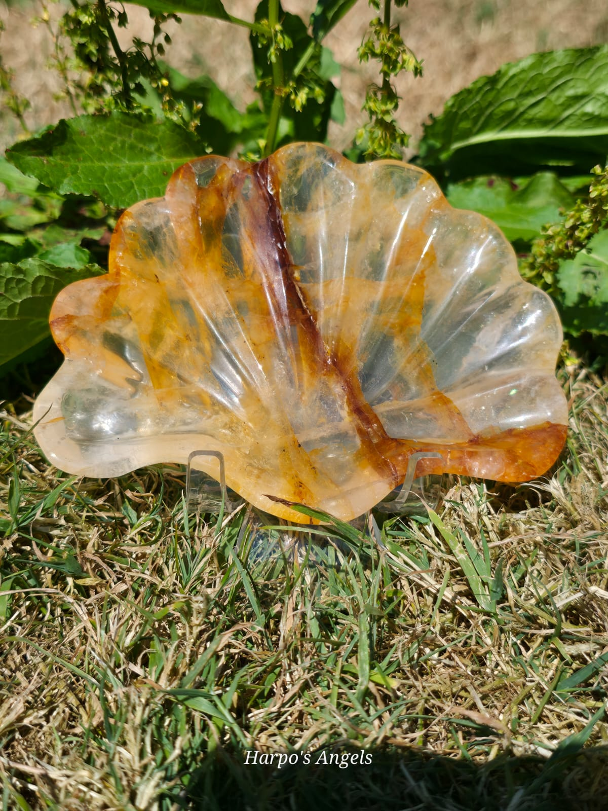 Golden Healer Shell Dish