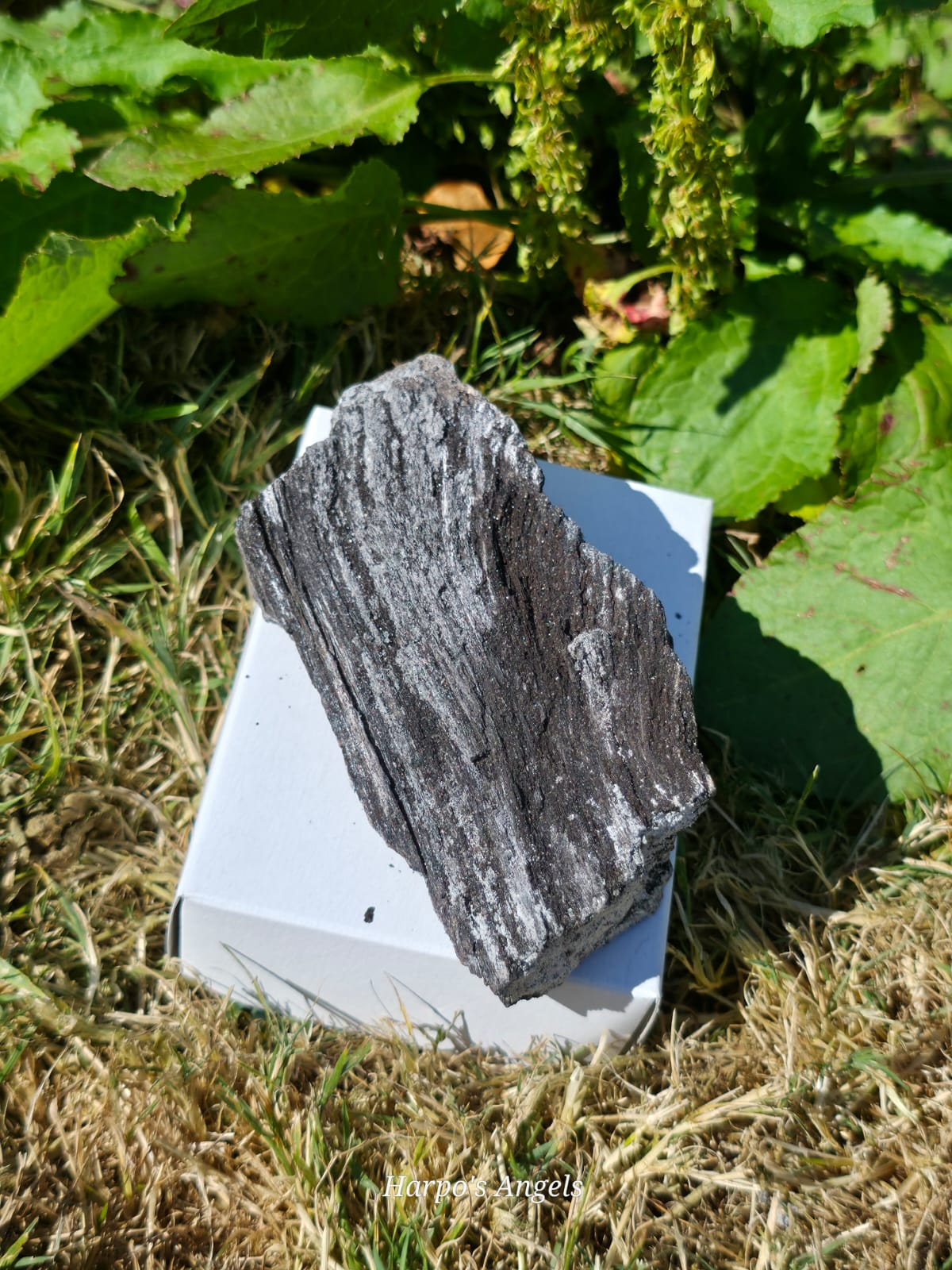 Dark Indonesian Fossilised Wood