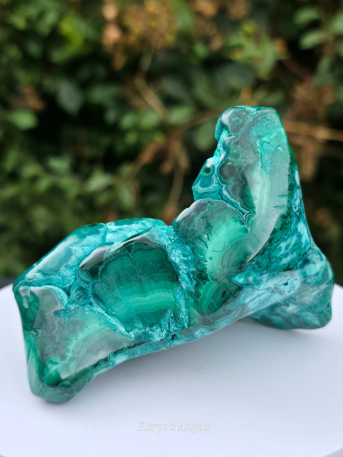 Malacolla Statement Freeform