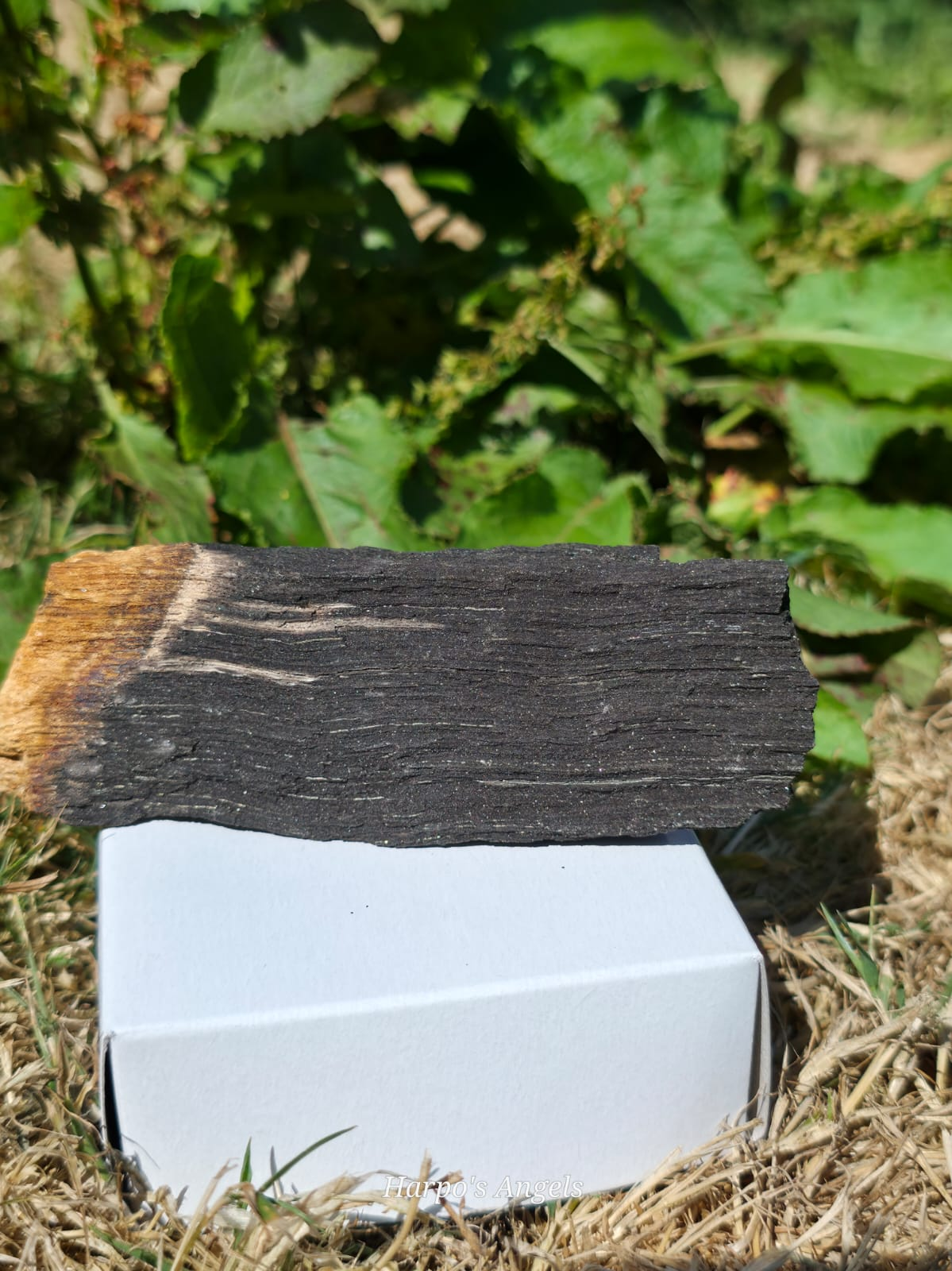 Sparkling Indonesian Fossilised Wood