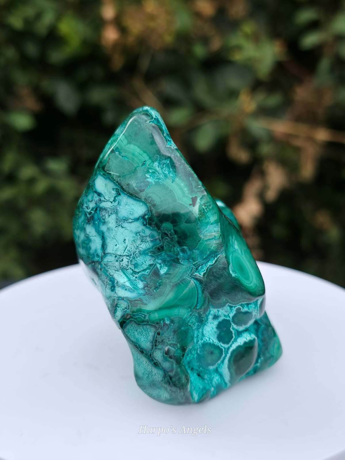 Malacolla Statement Freeform