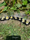 Brucite Raw Mineral Specimens - (Ex Collection)