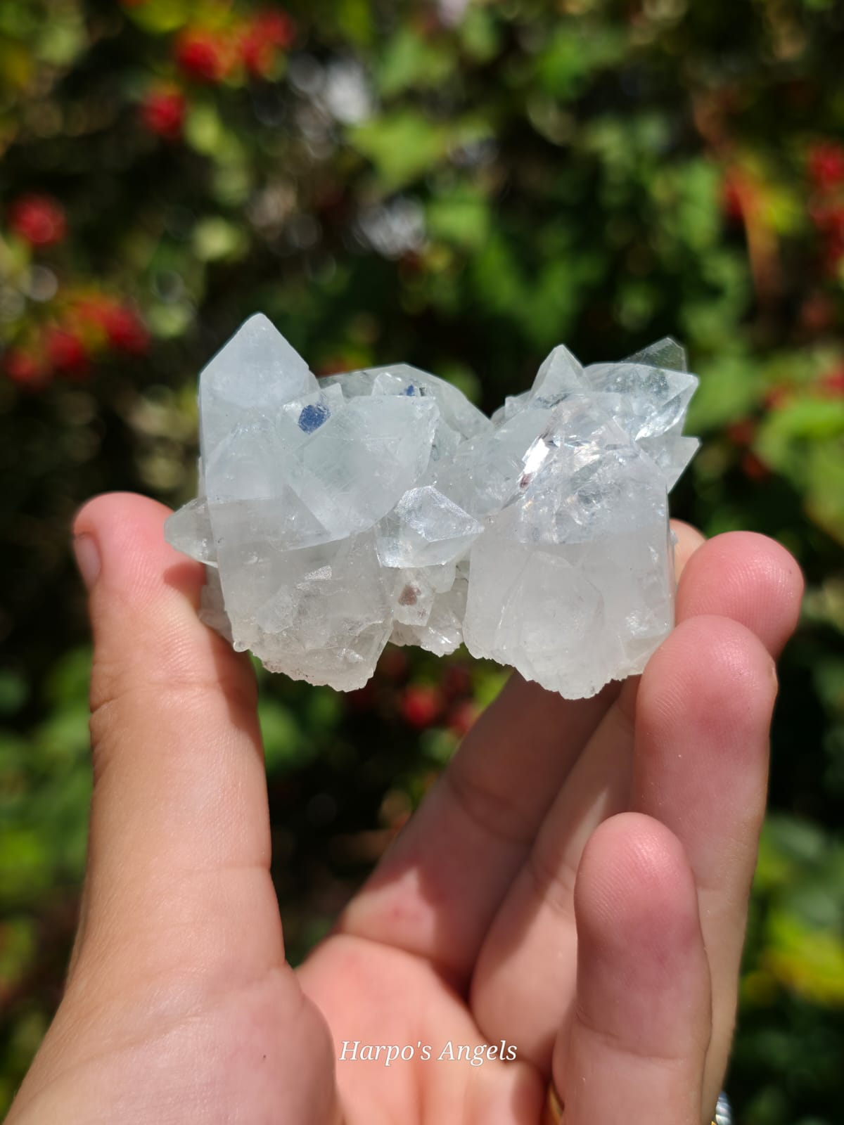 Indian Apophyllite Cluster #2