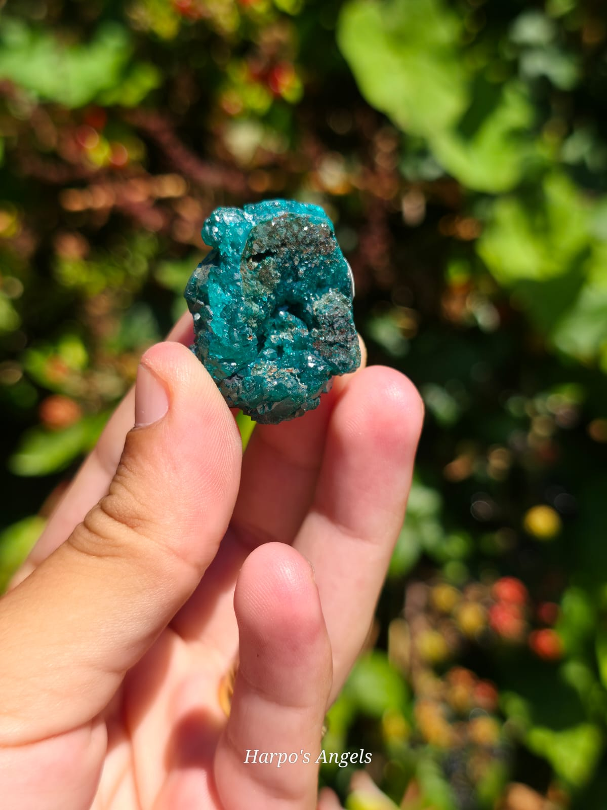 Dioptase Crystal Cluster #3
