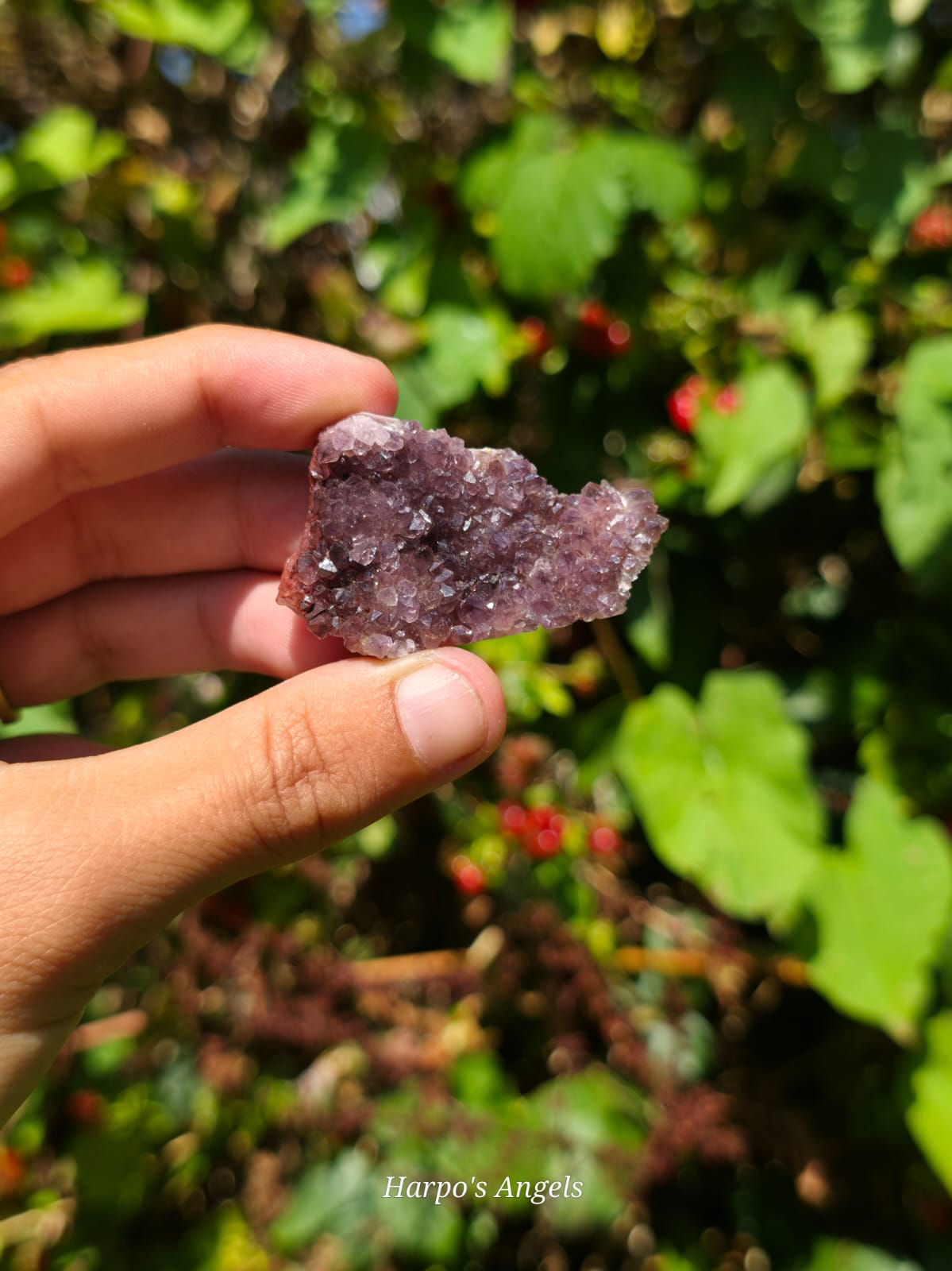 Alacam Amethyst Druzy Specimens