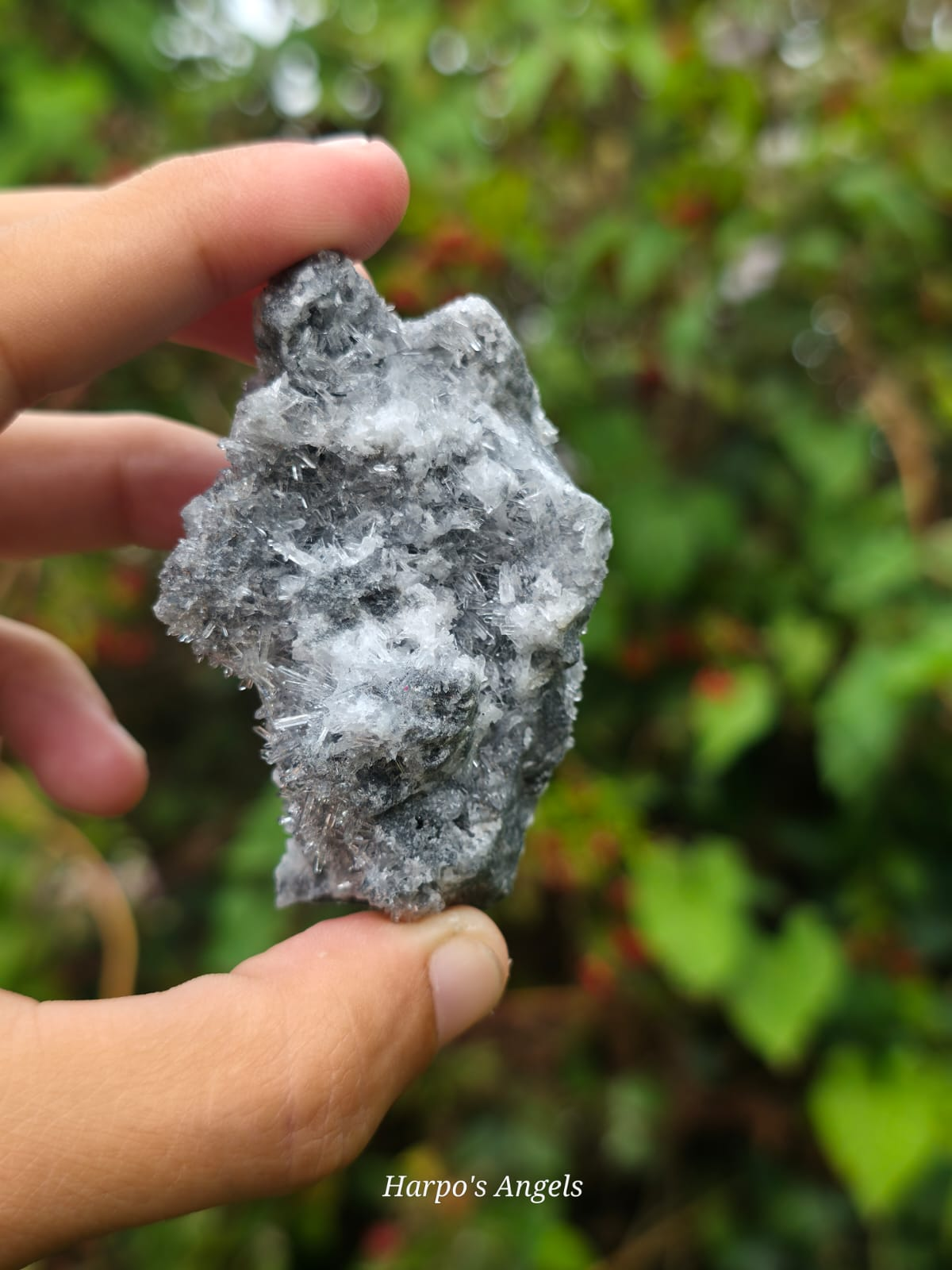 Needle Quartz - Ex Collection