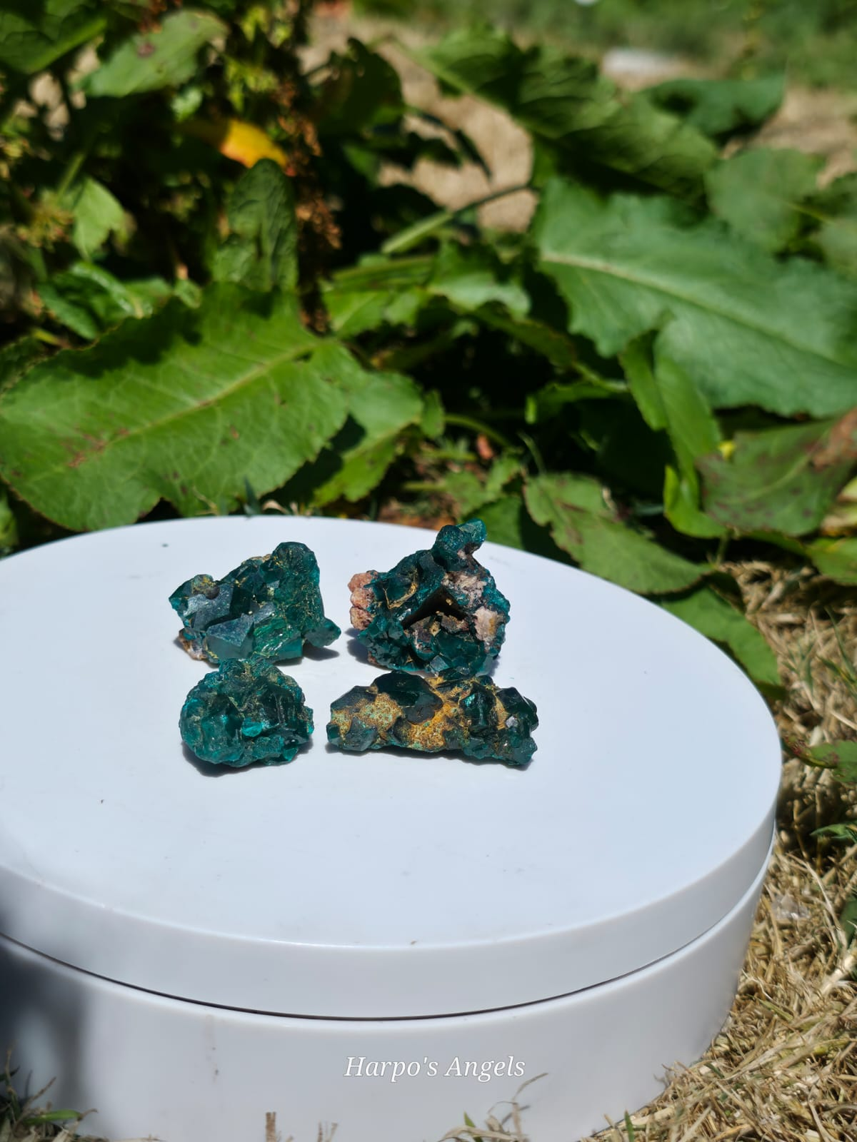 Dioptase Crystal Clusters - Congo