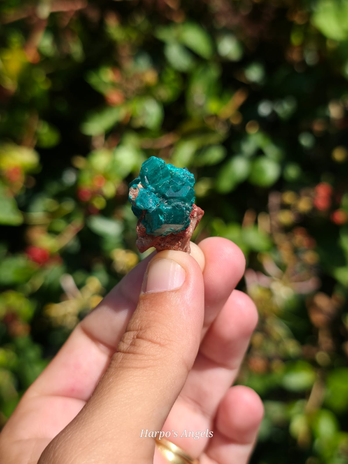 Dioptase Crystal Cluster #1