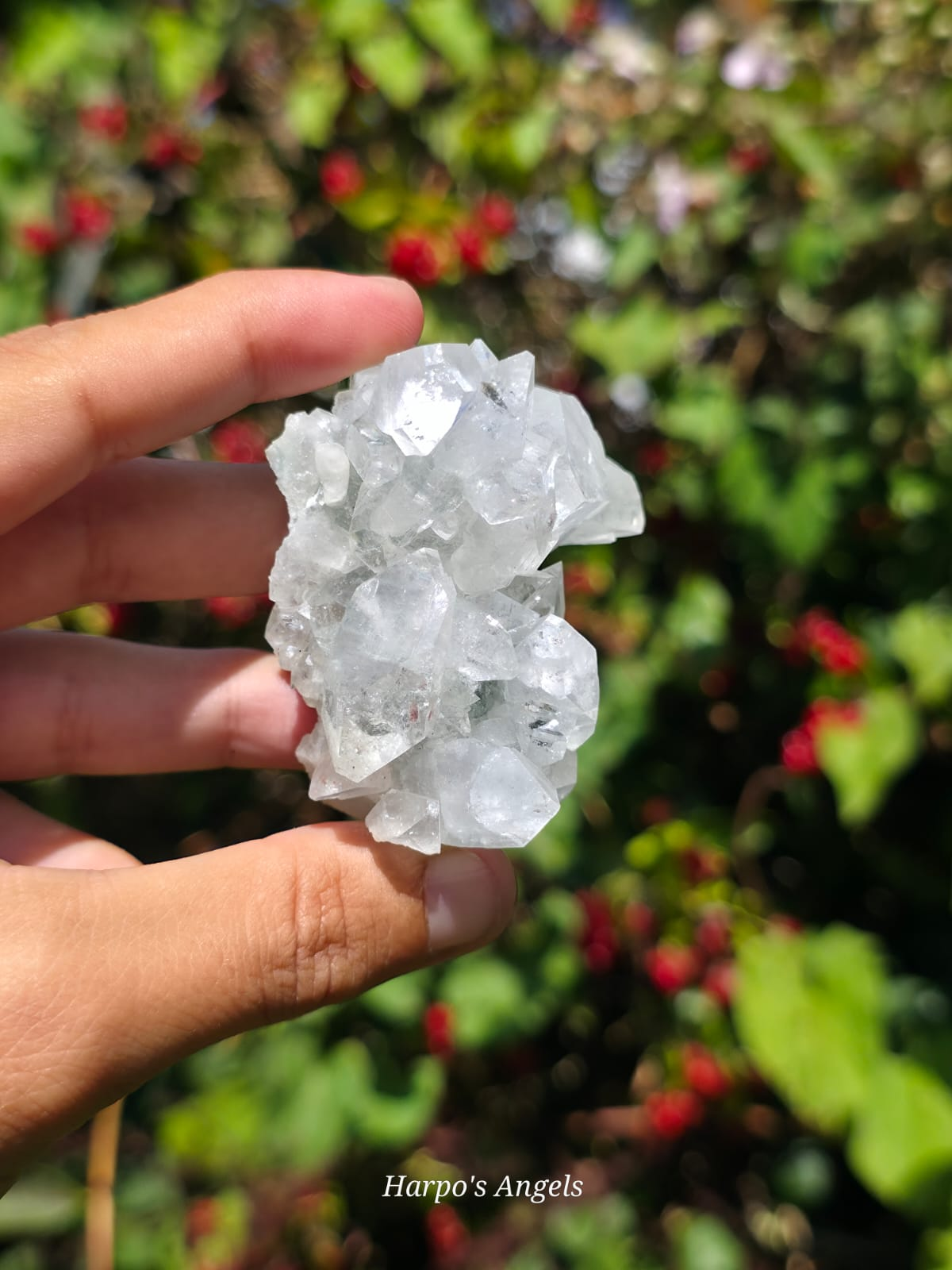 Indian Apophyllite Cluster #2