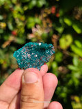 Dioptase Crystal Cluster #2