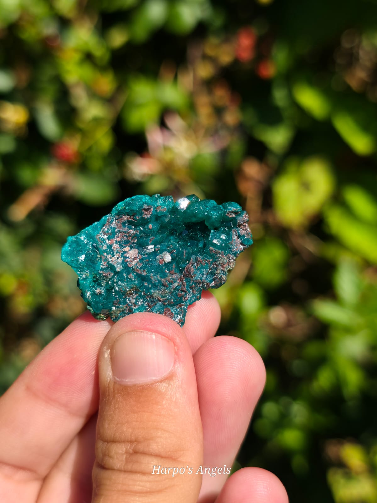 Dioptase Crystal Cluster #2