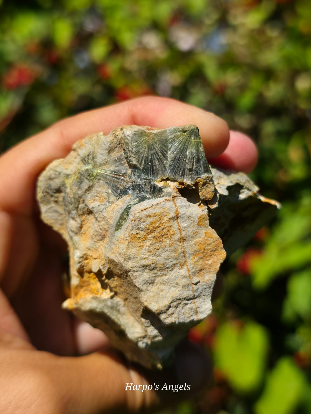 Wavellite Mineral Specimen  - (Ex Collection)