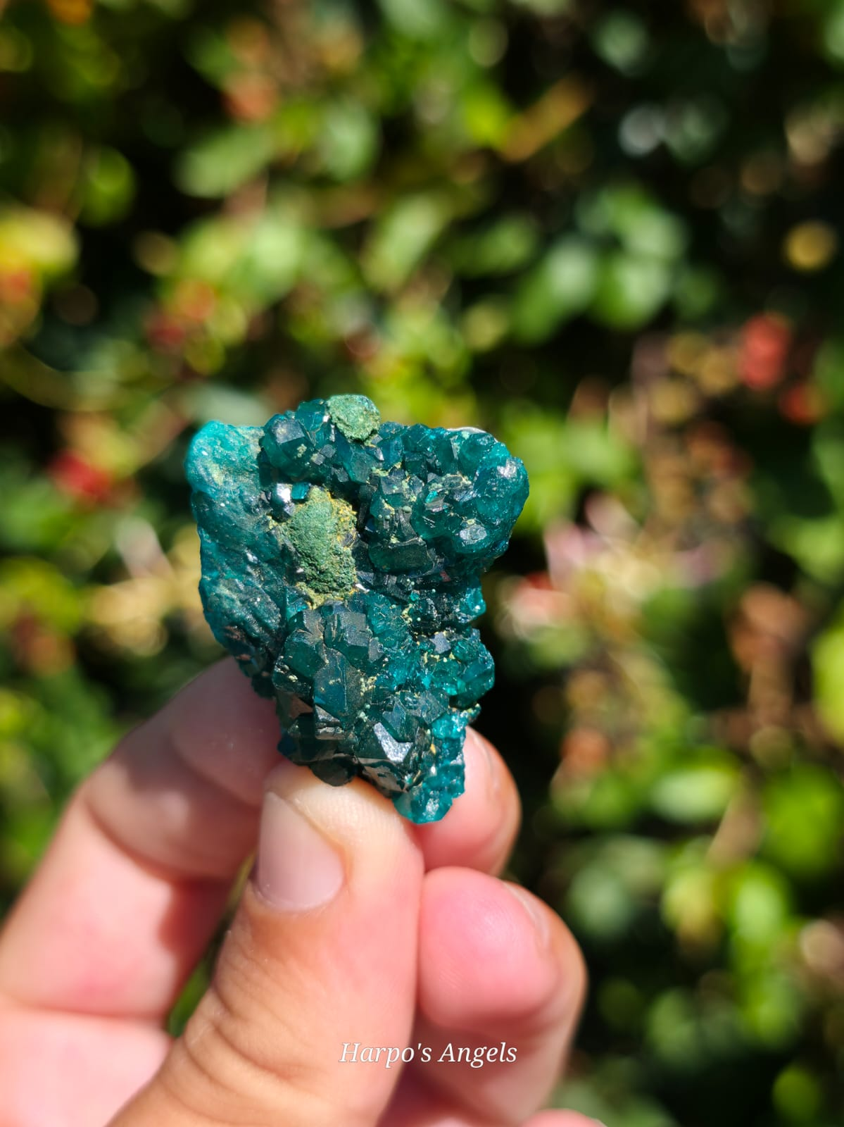 Dioptase Crystal Cluster #2