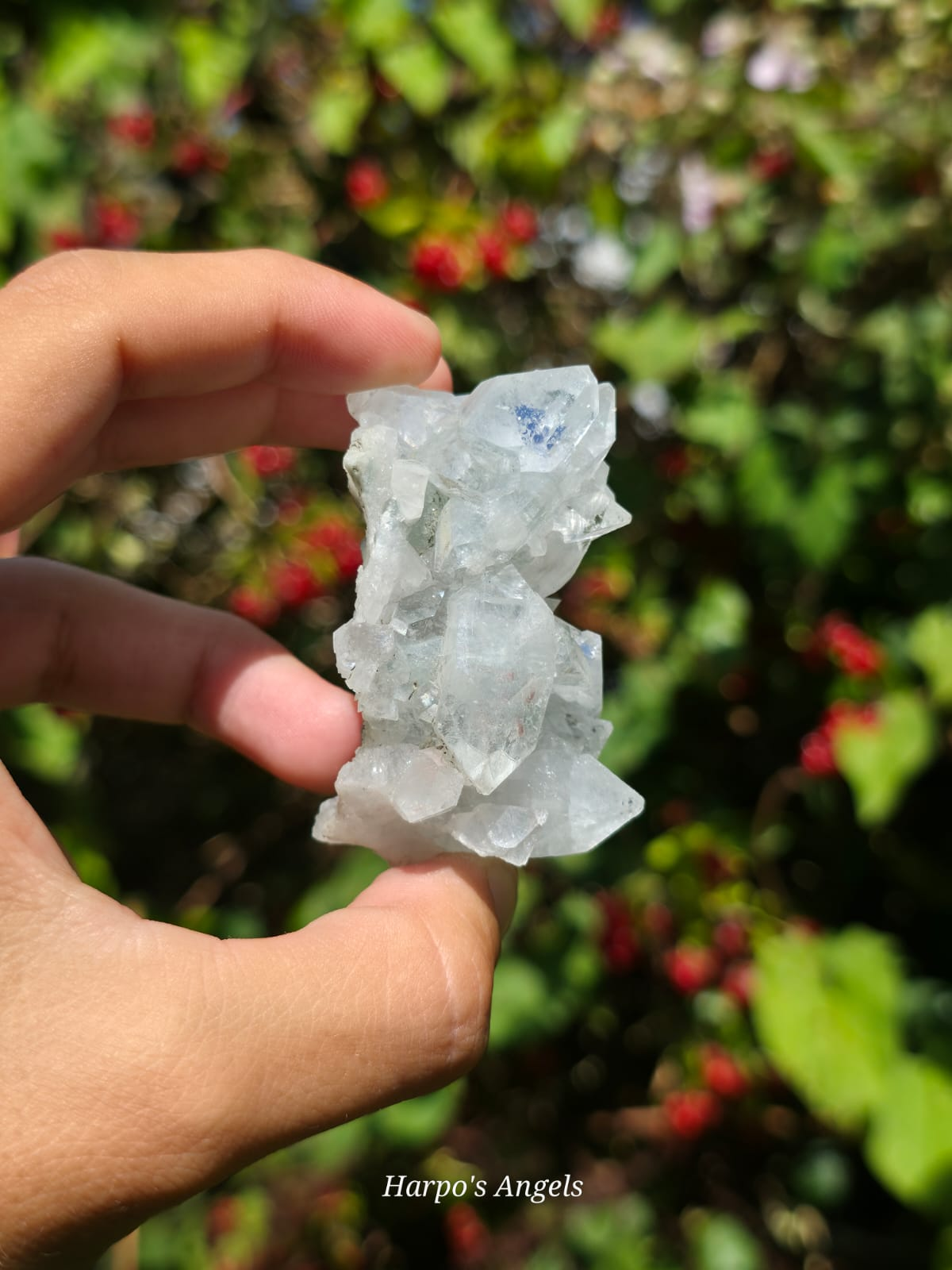 Indian Apophyllite Cluster #2