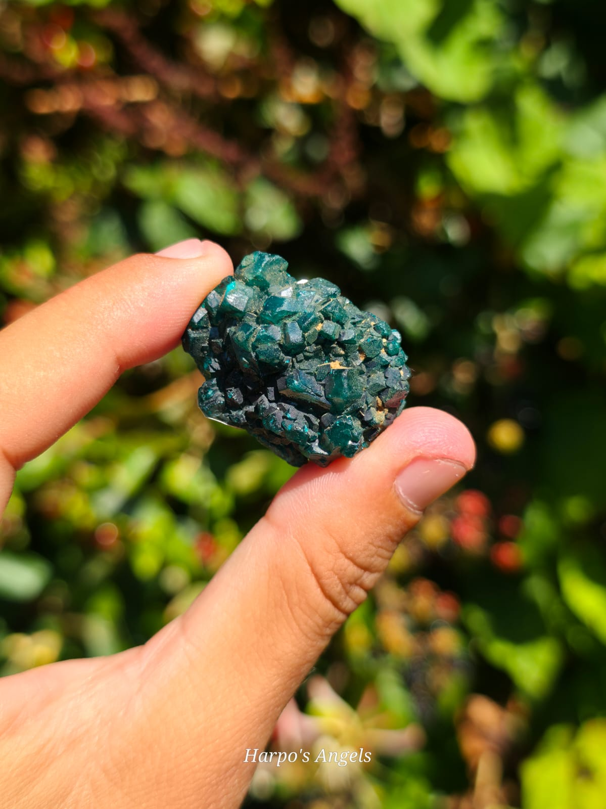 Dioptase Crystal Cluster #3