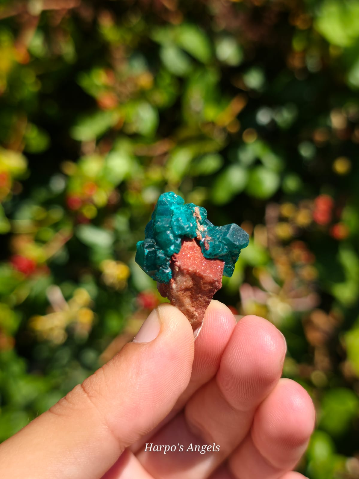 Dioptase Crystal Cluster #1