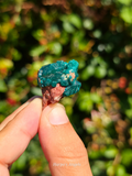 Dioptase Crystal Cluster #1