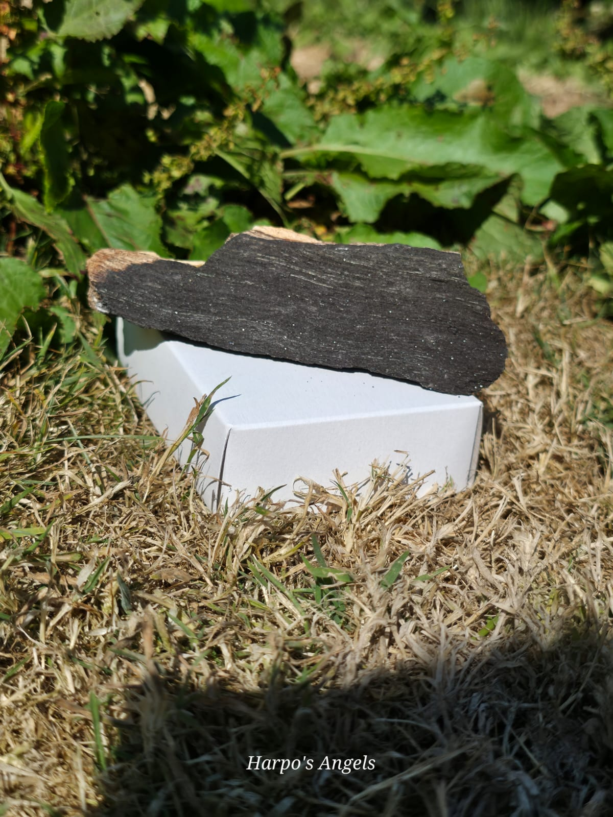 Sparkling Indonesian Fossilised Wood