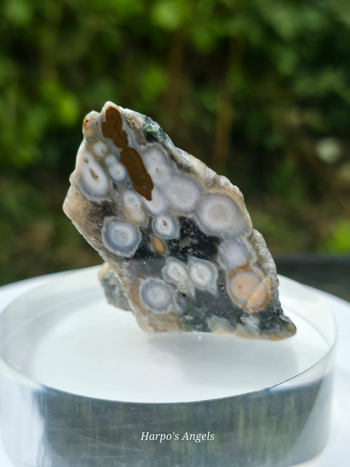 Orbicular Jasper Freeforms