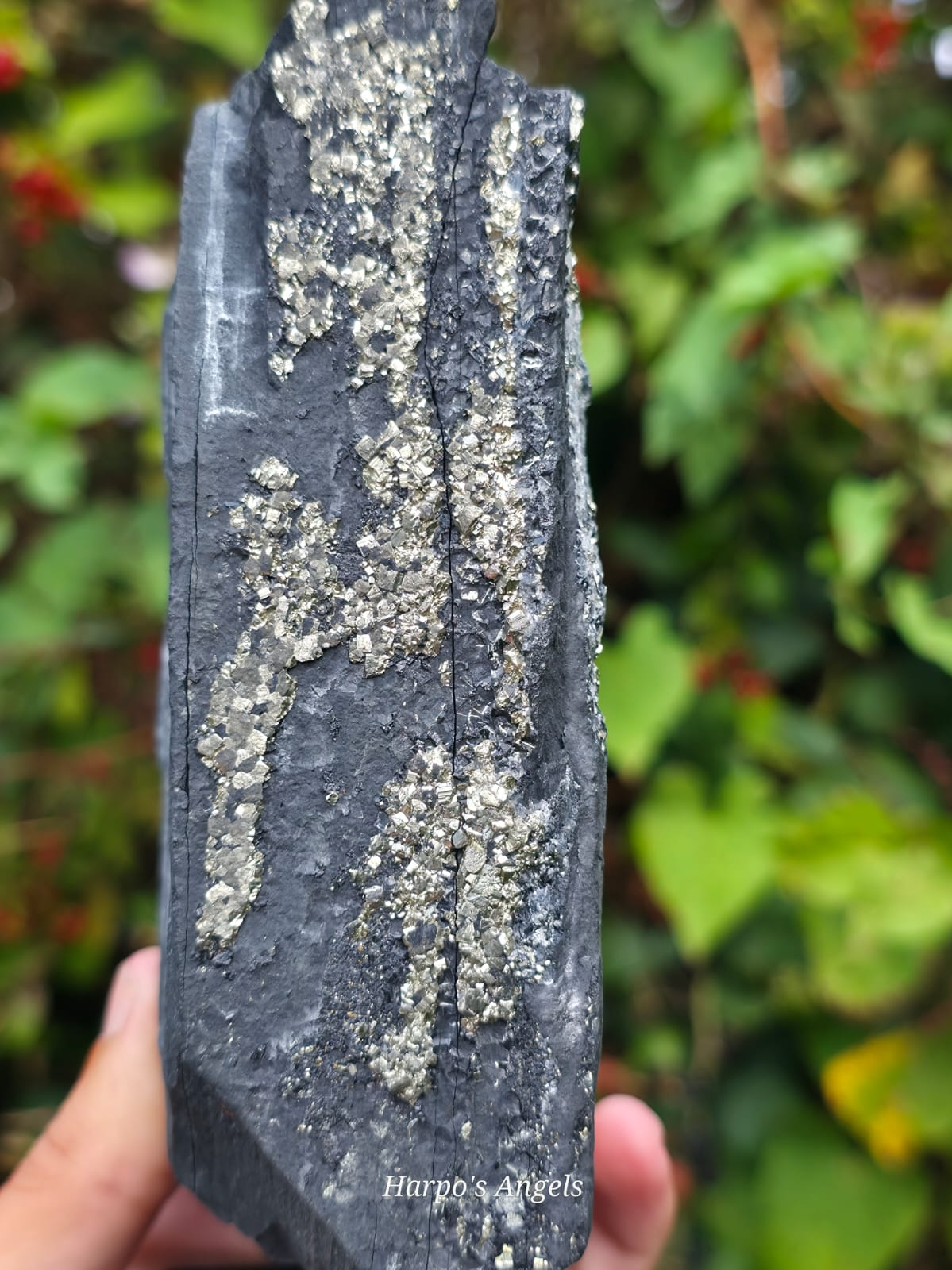 Pyrite on Shungite Display Specimen